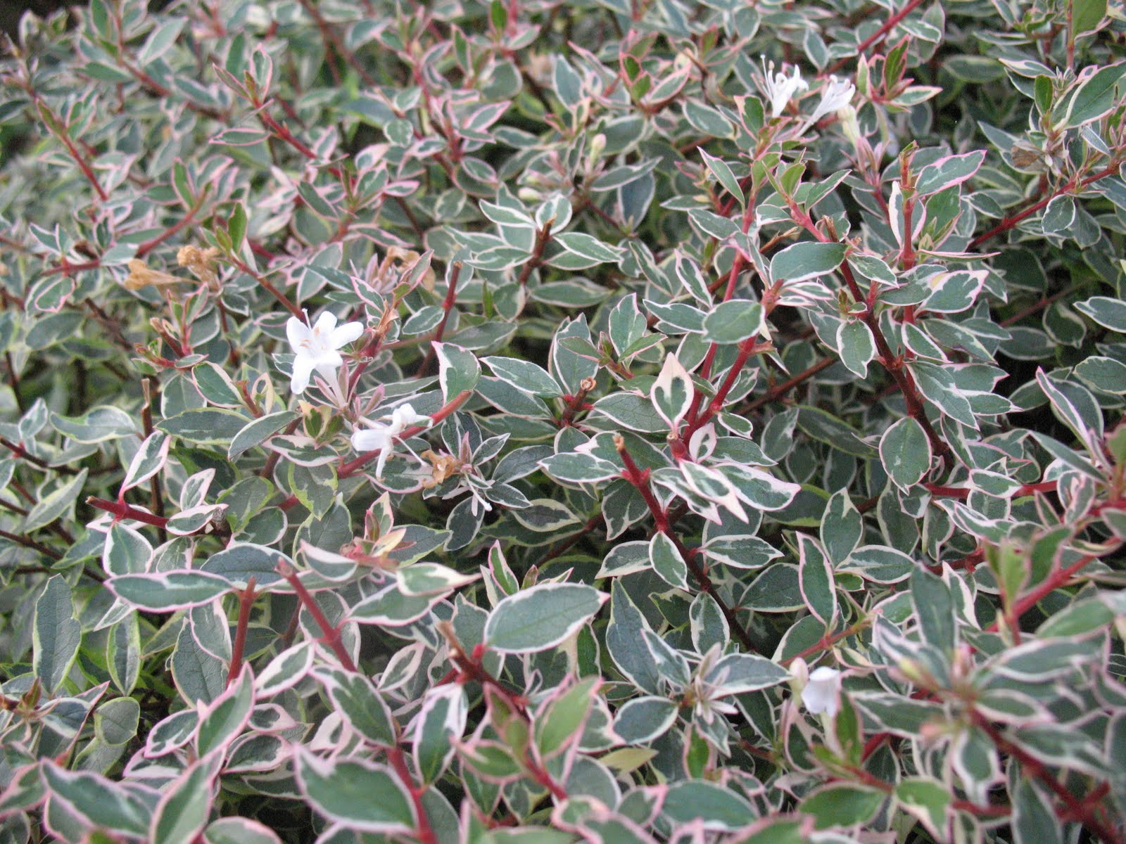 ABELIA X GRANDIFLORA  "PANACHE" 